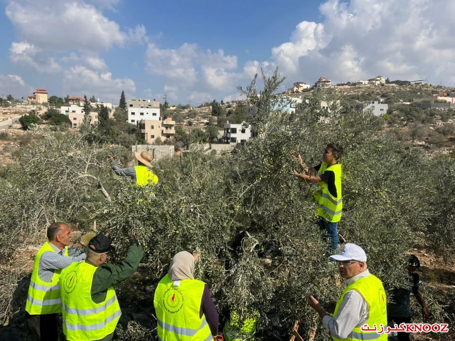 جبهة النضال الشعبي في طولكرم تنظم حملة دعم المزارعين في موسم قطف الزيتون